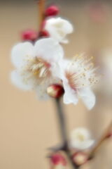 やっと咲き始めた梅の花＃６