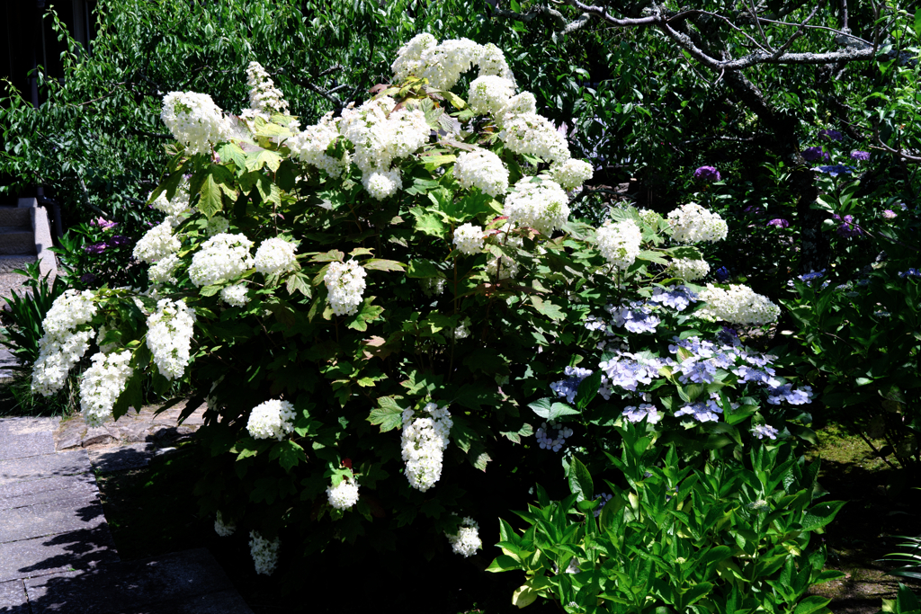 『本光寺』の紫陽花＃５