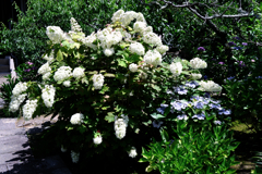 『本光寺』の紫陽花＃５