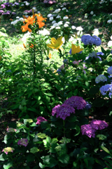 見頃を迎えた可睡ユリの園＃９