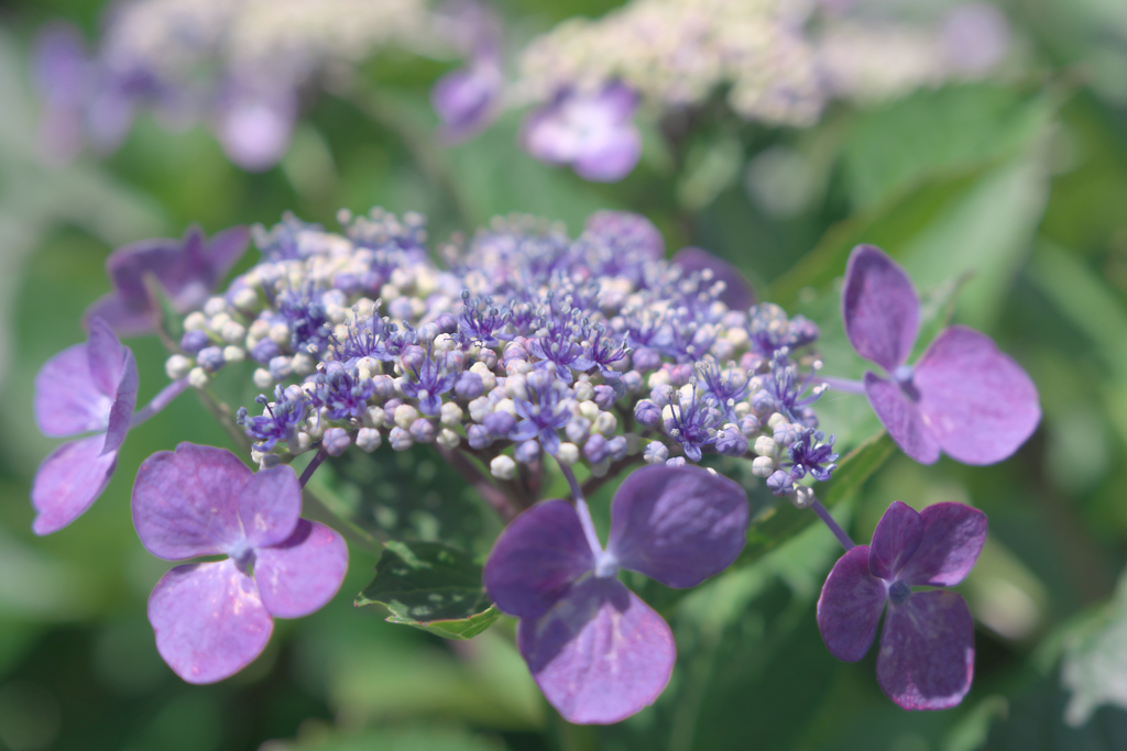 隣街の小さなお寺の紫陽花＃１０