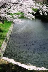 散り始めた西尾歴史公園のサクラ＃７