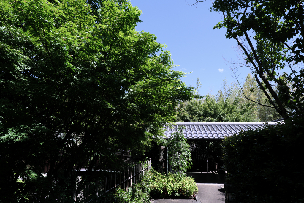 新緑が眩しい丈山苑＃４