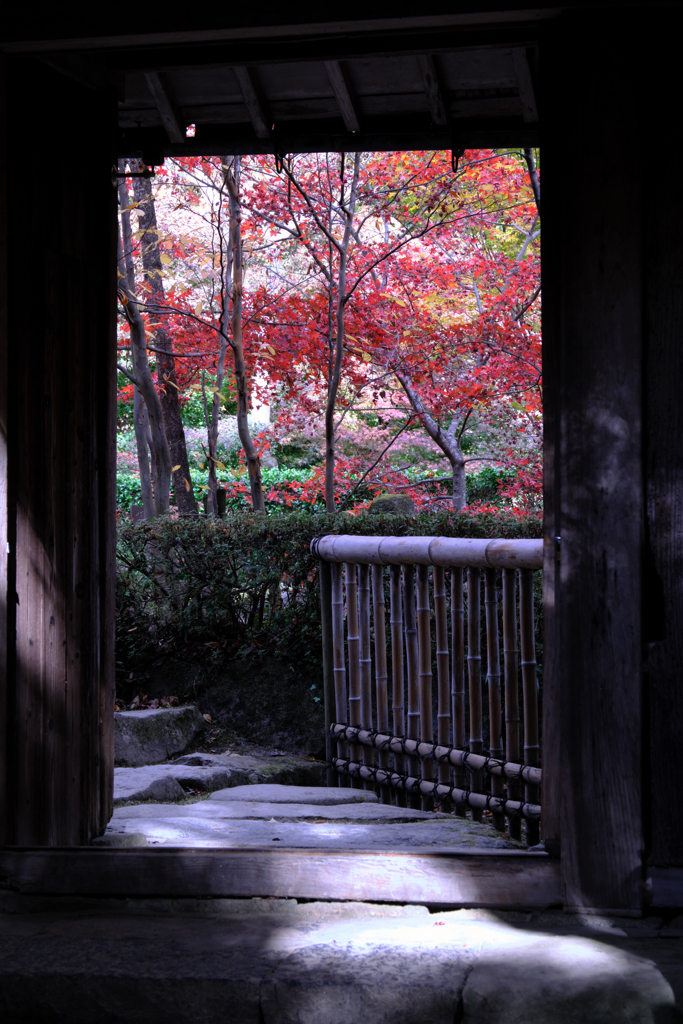 石の寺・教林坊の紅葉＃２