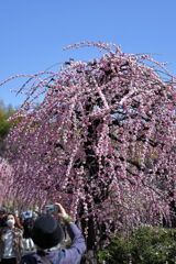 枝垂れサクラが満開＃１７