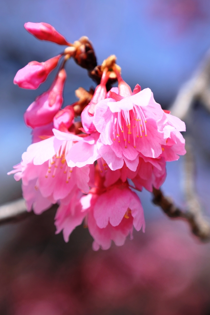 咲き始めた寒緋桜とメジロちゃん＃２