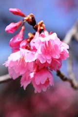 咲き始めた寒緋桜とメジロちゃん#2