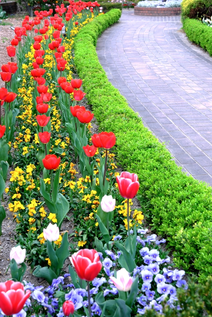 春爛漫チューリップたち＃７