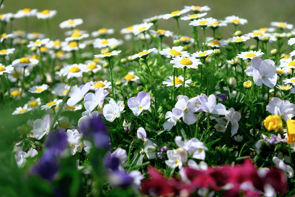 春爛漫・花盛り～＃１０