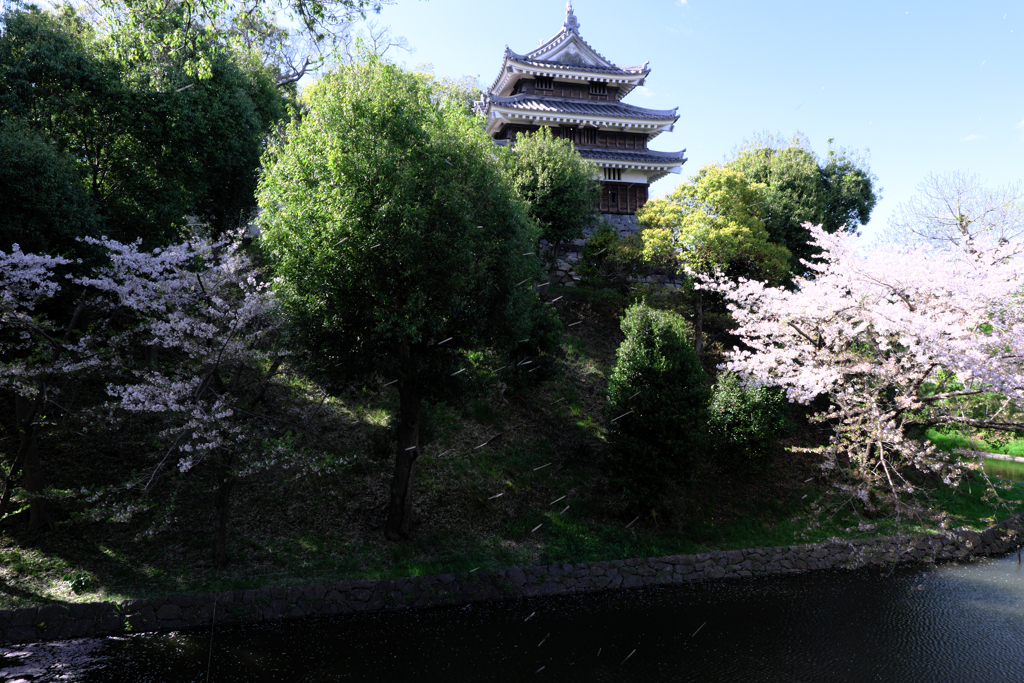 散っても美しいサクラ情景＃６