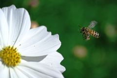 マクロでコスモス撮影＃８