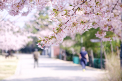 早咲きサクラが見頃＃８