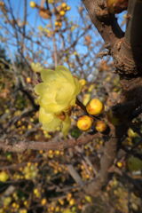 咲き始めた近所のロウバイの花＃４