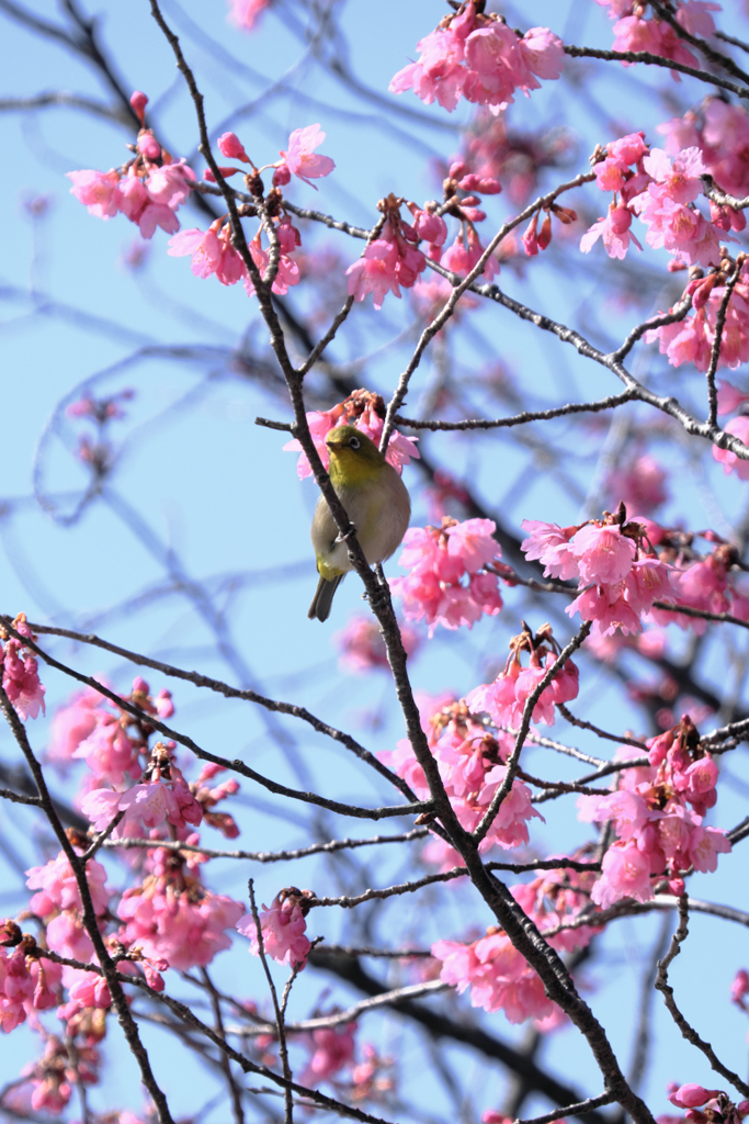 咲き始めた寒緋桜とメジロちゃん＃８