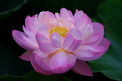 この時期魅力的なハスの花＃３