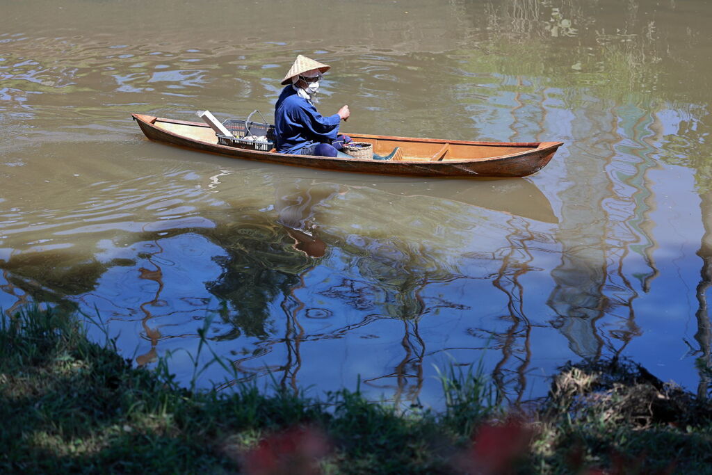 五分咲きを迎えたリコリスの花＃９