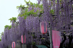 地元の藤園ロケハン#8