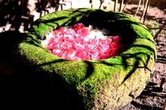 岡崎・菅生神社の花手水#8