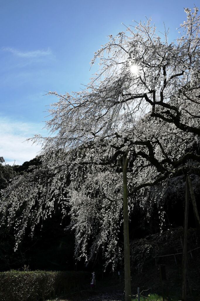 持統天皇が手植えの枝垂れサクラ＃４