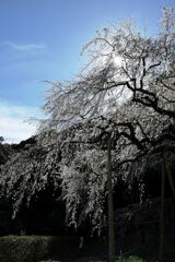 持統天皇が手植えの枝垂れサクラ＃４