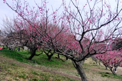 まだ見頃を迎えない梅の花たち＃１