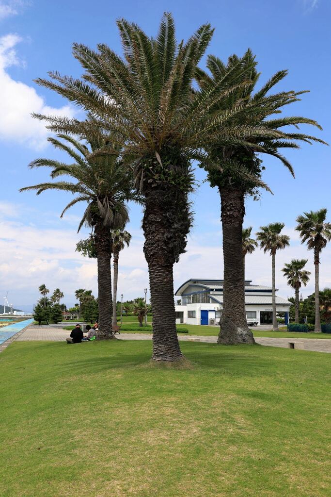 南国風情漂う白谷海浜公園＃７