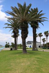 南国風情漂う白谷海浜公園#7