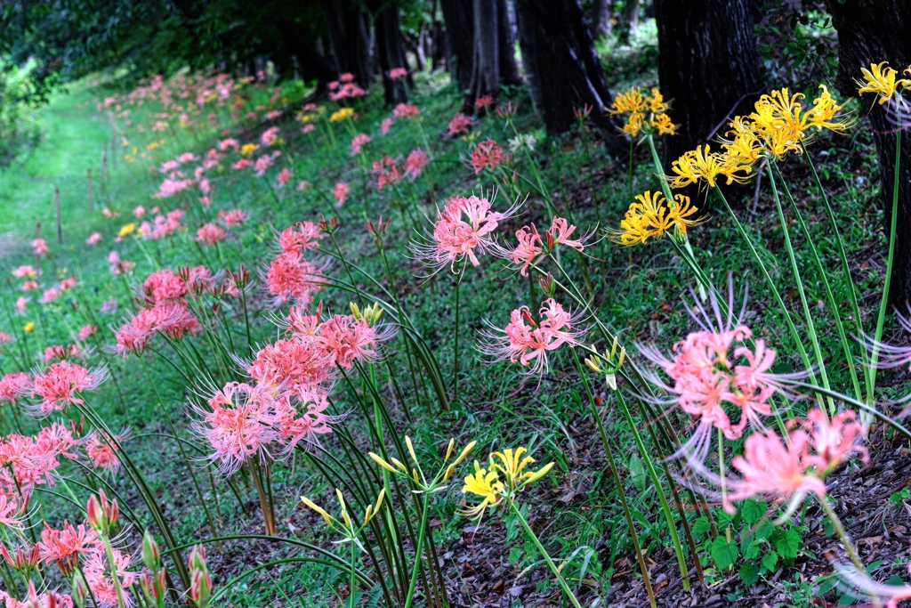 咲き初めはピンクから＃８