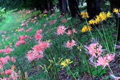 咲き初めはピンクから#8