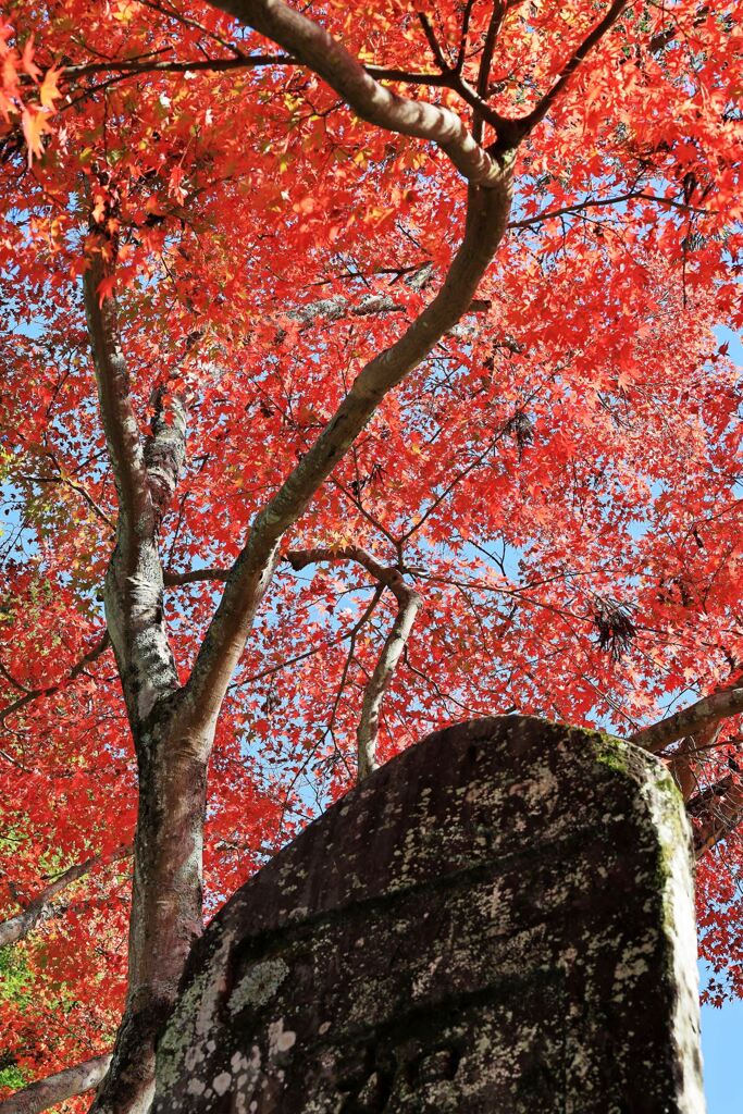 瀬戸市・雲興寺の紅葉＃９