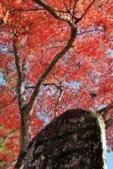 瀬戸市・雲興寺の紅葉#9