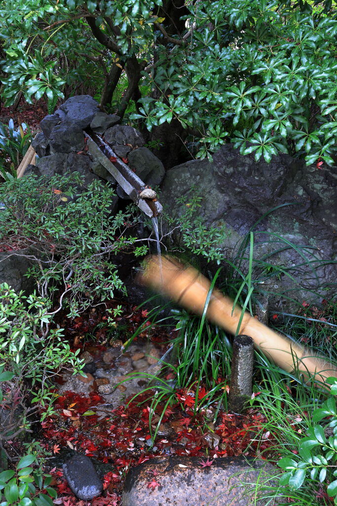 今シーズンラストの紅葉撮影＃７