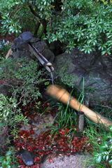 今シーズンラストの紅葉撮影＃７