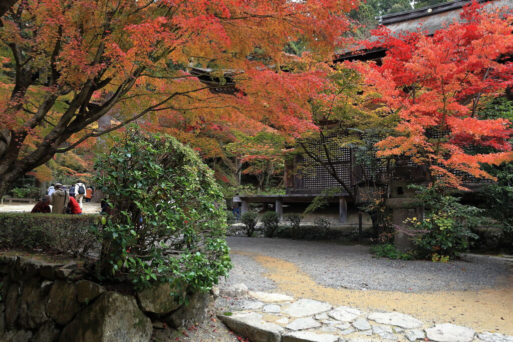 金剛輪寺の紅葉＃５