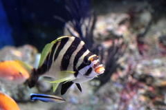 水族館魚たちの撮影＃２