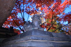 地元のお寺で紅葉狩り＃１０