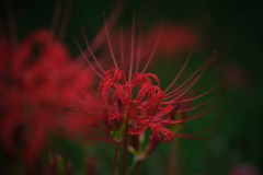 紅い彼岸花が咲き始めて＃４