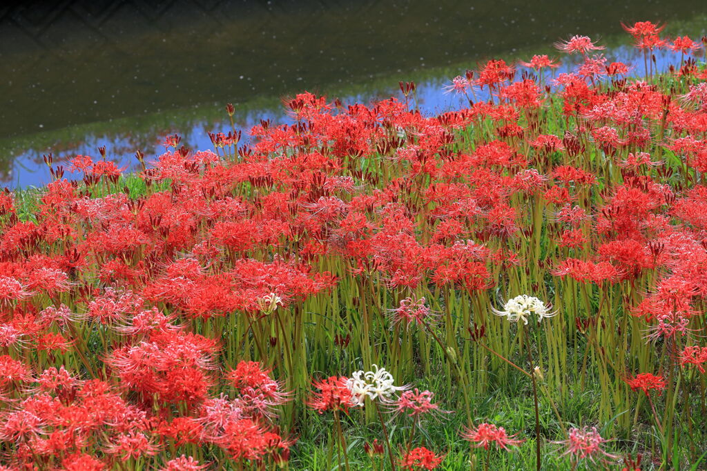 逢妻女川の彼岸花＃１