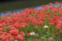 逢妻女川の彼岸花#1