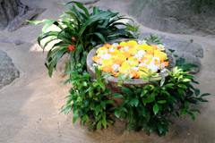 岡崎市・菅生神社の花手水＃５