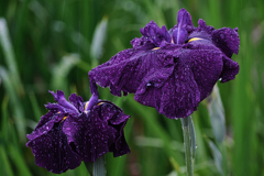 雨降りの花菖蒲撮影＃７