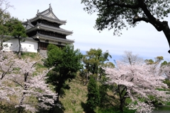 散り始めた西尾歴史公園のサクラ＃８