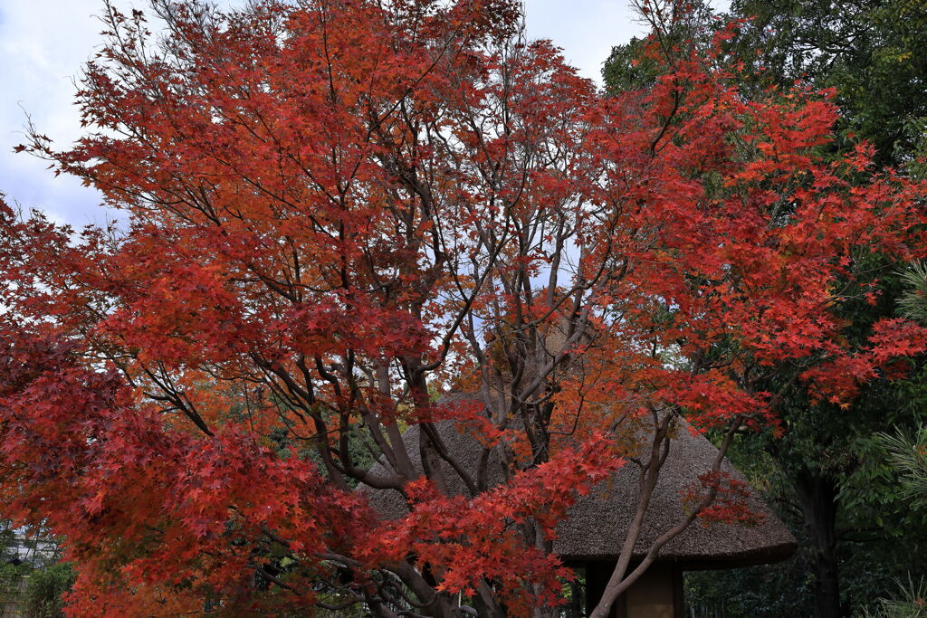 今シーズンラストの紅葉撮影＃１０