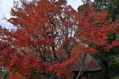 今シーズンラストの紅葉撮影＃１０