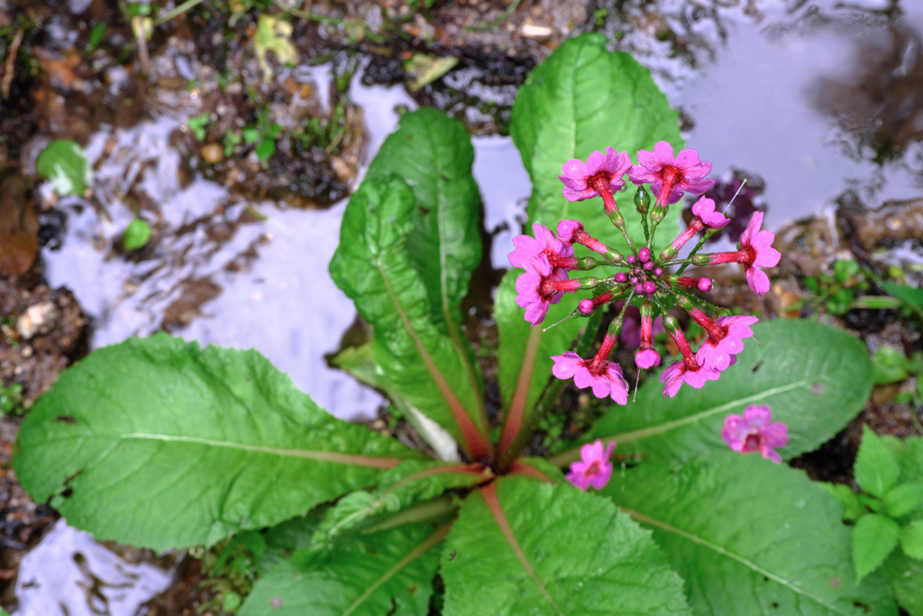久し振りに会えたクリンソウ＃６