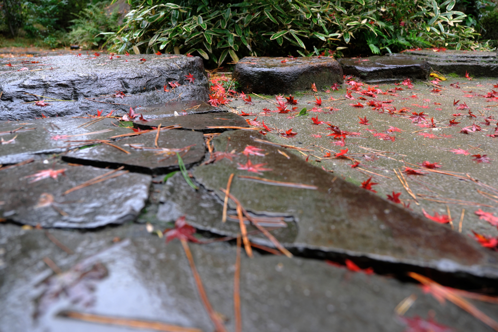 敢えて雨降りの紅葉撮影＃４