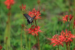 アゲハ蝶と彼岸花＃４