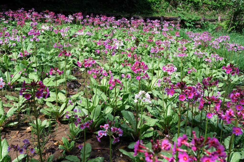 久し振りに会えたクリンソウ＃５