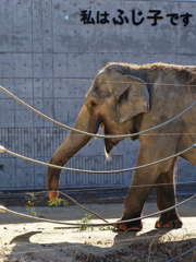岡崎東公園の動物たち＃２