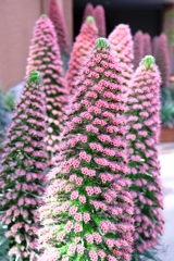 春うらら・花たちが咲き揃う＃１０